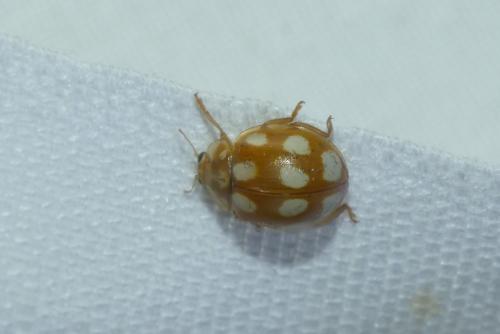 Réf. 234 388 : Calvia decemguttata